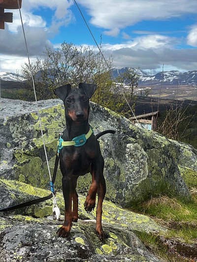 Gustav in the mountains