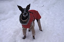 Java in the snow