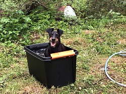 When it is hot, Gringo needs his bath