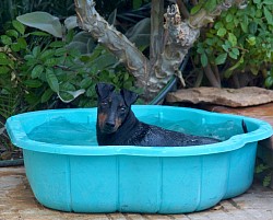 Bandit chilling with a bath in Spain