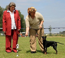 Max, Best In Show, European Manchester terrier Happening, judge: Harkeat kennel