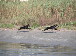 Lucy and Max running